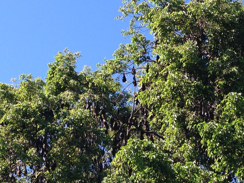 Flying foxes in a tree in Cairns