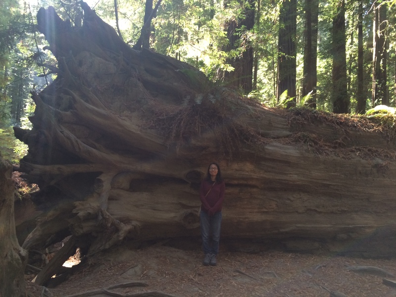 Redwood with Jenny