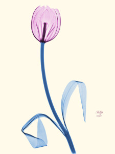 Floral X-Ray