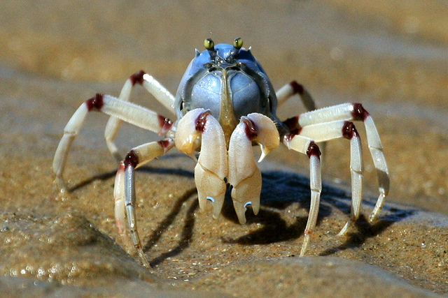 Soldier crab