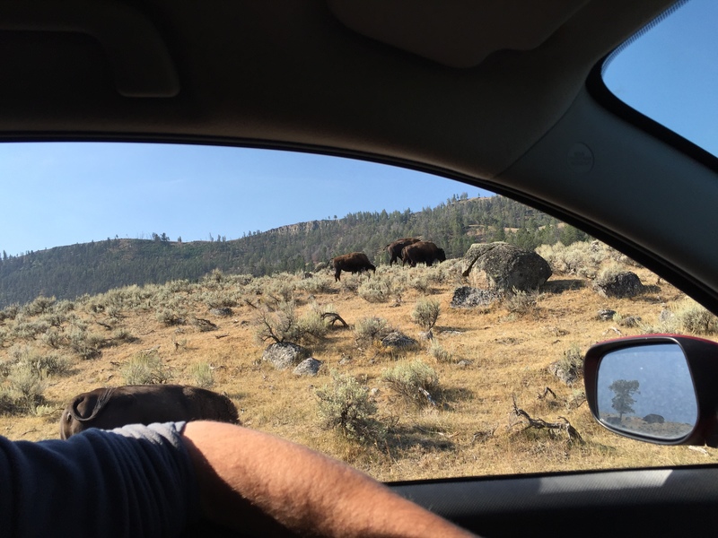 Bison out the window
