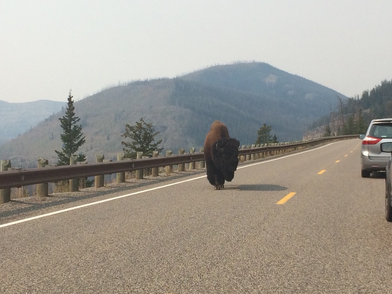 Bison on the road